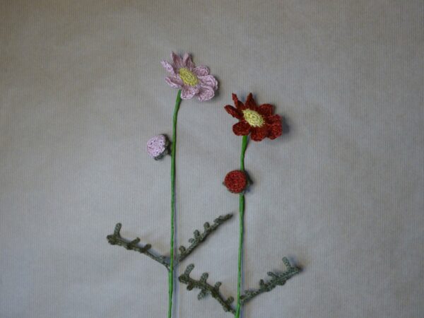 Cosmos
